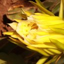 Dragon Fruit Flower