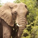 Elephant - Hlwane National Park