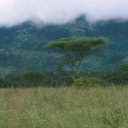 Despite the wet season downpours, a classic image of the African savannah is this flat topped acacia tree