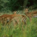 A small herd of springbok grazing in the green savannah, which has been saturated with rain from the monsoon season