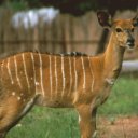 This was a tame kudu that stayed inside a bushcamp, protected from all the predators that lurk just outside the bamboo walls