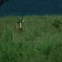 Bonteboks, like this one, are extremely shy and tend to stay away from other herd animals