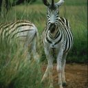 A young zebra gazes in my direction with curiousity