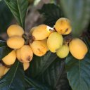 loquat-fruit