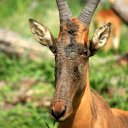 hartebeest