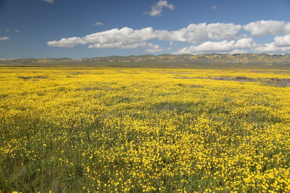 Guides - San Luis Obispo, CA - Carrizo Plains - Dave's Travel Corner