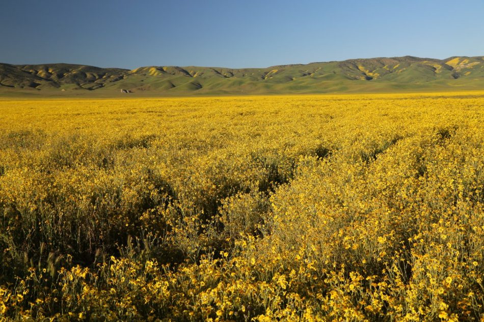 Guides - San Luis Obispo, CA - Carrizo Plains - Dave's Travel Corner