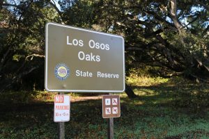 los-osos-oaks-state-reserve-1