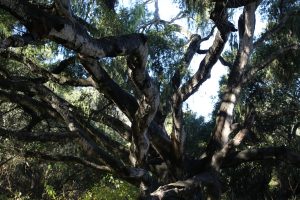 los-osos-oaks-state-reserve-2
