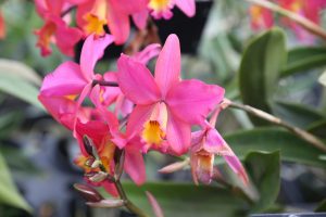 orchids-santa-barbara-1