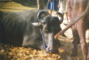 chitwan-cow