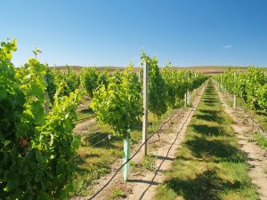 Vineyards in New Zealand