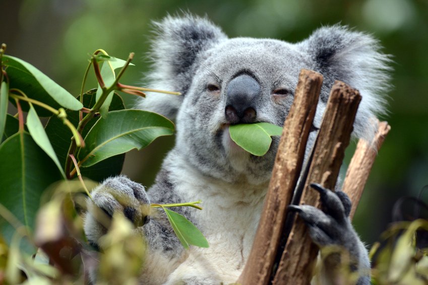 koala-brisbane