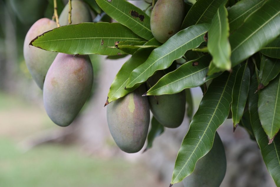 mangos-st-martin