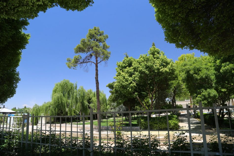 iran-trees