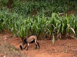 campo di mais