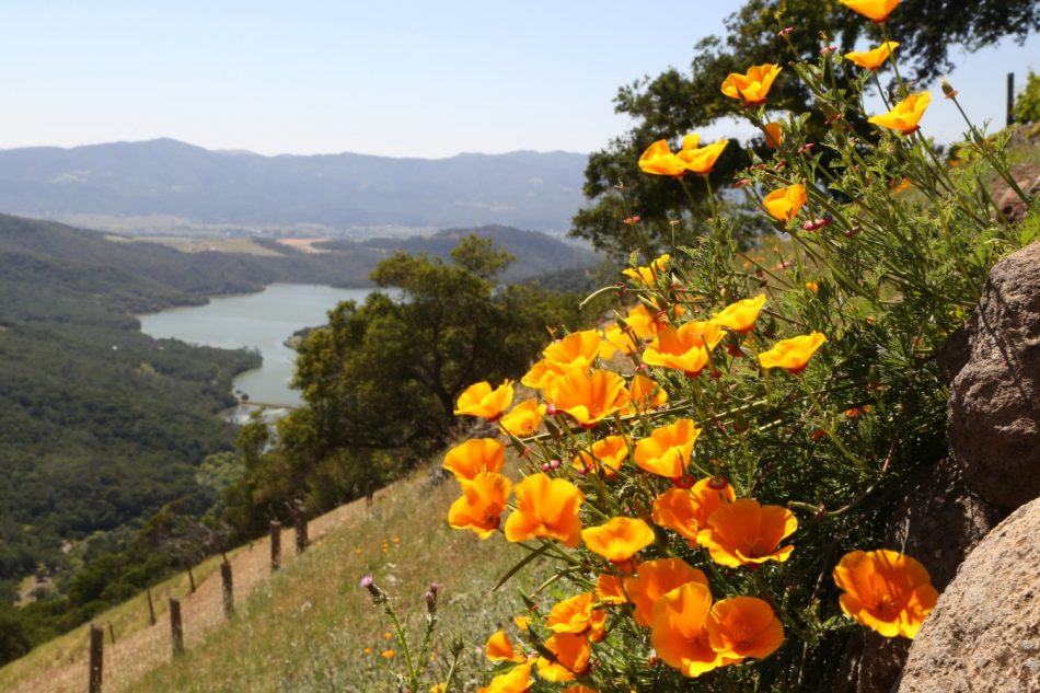 poppies-california