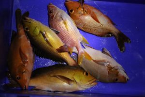 fishing-maldives