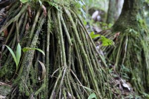 el-yunque (2)