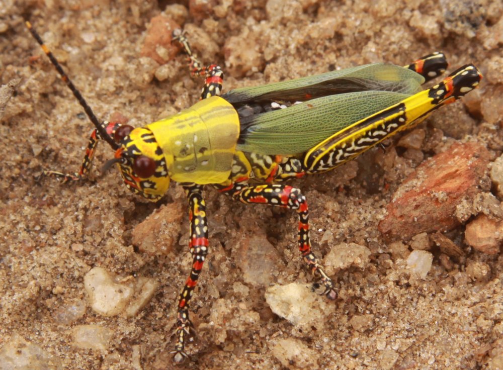 tropical-grasshopper