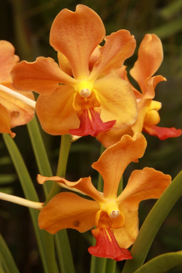 The National Orchid Gardens, Port Moresby - Papua New Guinea