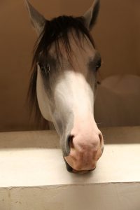 Handsome horse in the stables at Souq Waqif