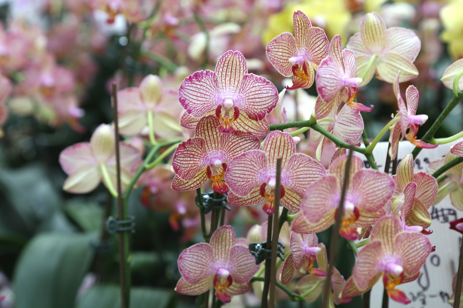 orchids-national-orchid-museum-port-moresby