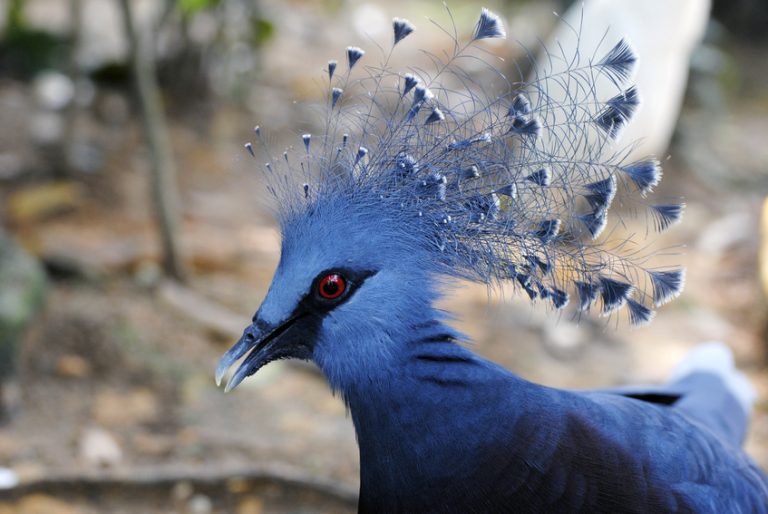 Port Moresby Nature Park- Papua New Guinea