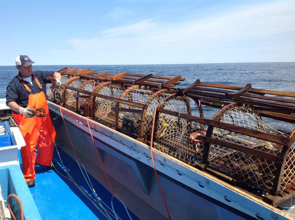 Cape Breton - Lobster fishing - the catch of the day 4