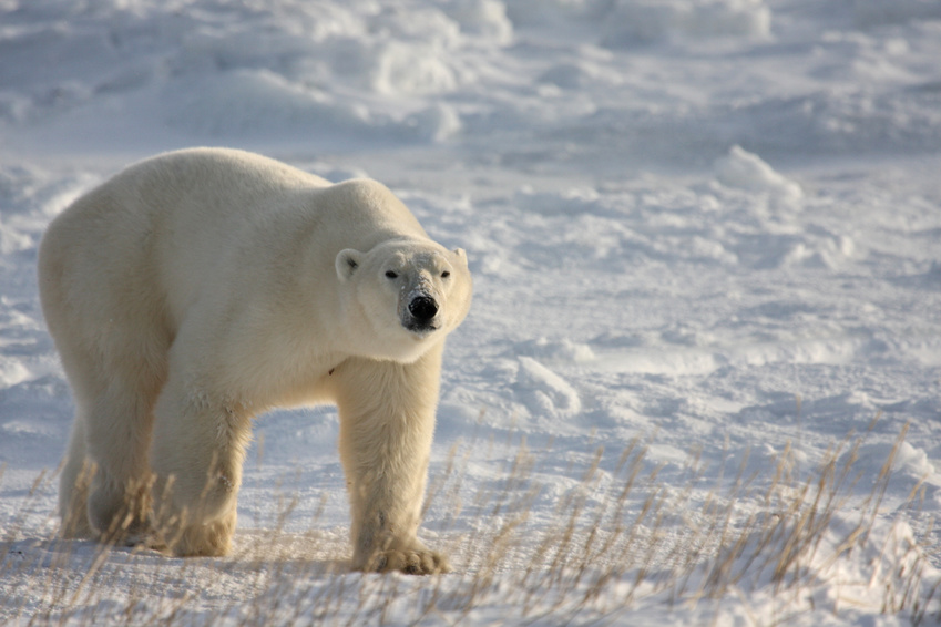 New Smithsonian Channel Docuseries - Polar Bears, Churchill Manitoba ...