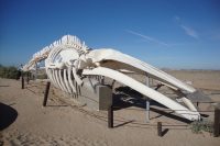 Fin Whale Skeleton Puerto Penasco Mexico