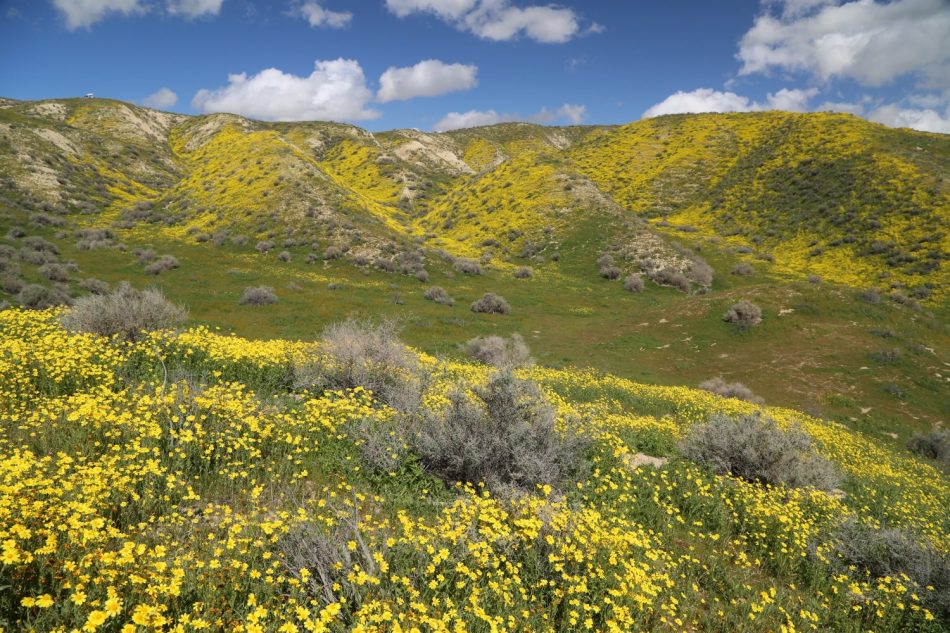 Flowers Everywhere! Southern California's Springtime Bloom - Dave's ...