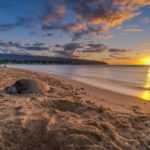 Turtle resting at Haleiwa Alii Beach