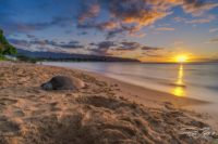 Turtle resting at Haleiwa Alii Beach