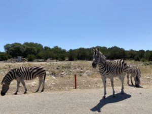 three zebras approaching car at natural bridge caverns