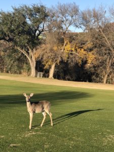 deer in landa park new braunfels texas