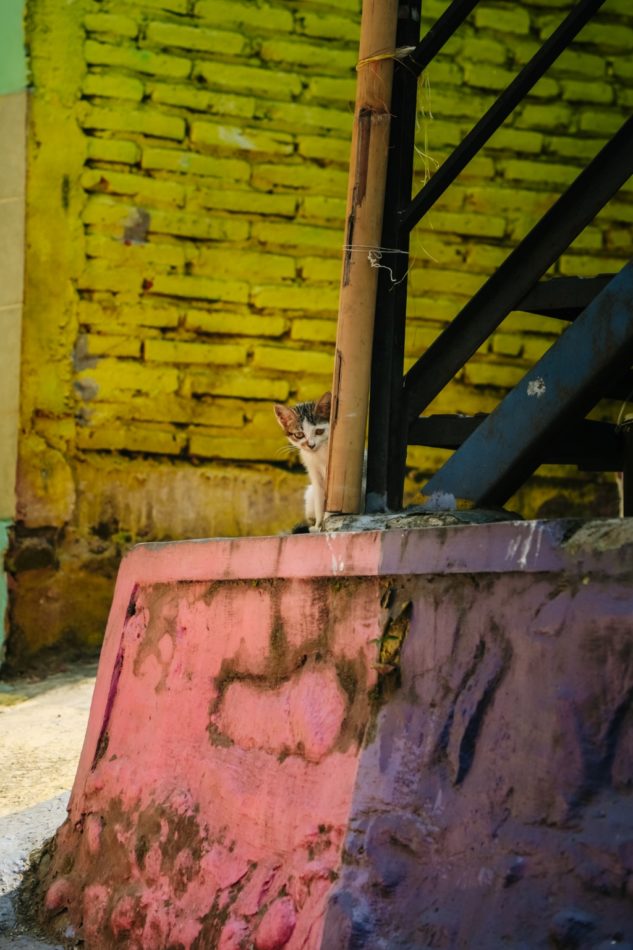 baby white cat in a colourful corner of the Jodipan Village in East Java