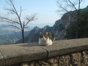 A cat sitting on a wall with mountains in the background