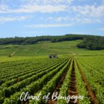 Vineyards in Bourgogne